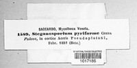 Prosthecium pyriforme image